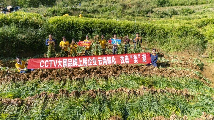 墨江象鼻村生姜大丰收！从莳植、施肥到采摘，，，，，，云南解化全程“呵护”